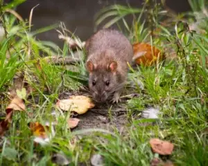 Rattenloch im Garten? Jetzt ist schnelles Handeln gefragt!