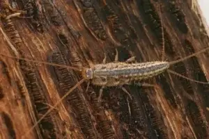 Ein Silberfisch im Schlafzimmer krabbelt über einen Holzbalken