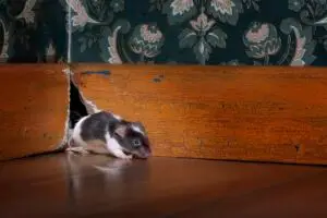 Ratten im Haus sind gesundheitsschädlich