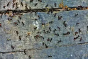 Was tun gegen Ameisen auf der Terrasse?