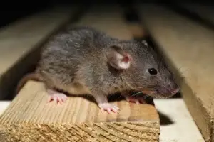 Ratten auf dem Dachboden sind meldepflichtig